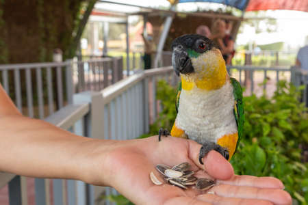 A black-headed parrot (Pionites melanocephalus) close up eating seeds out of a child's hand.