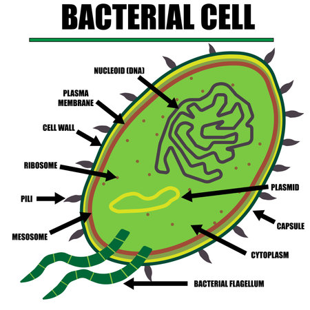 Bacterial Cell Color Diagram of organelles inside the cell wall for science and biology concepts.のイラスト素材