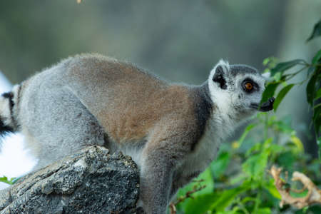 A ring-tailed lemur (Lemur catta) close up in the Madagascar jungle.