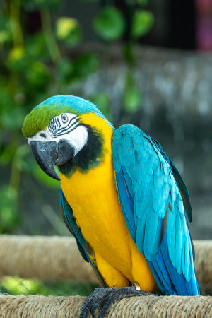 A close up of a blue-and-yellow macaw (Ara ararauna), also known as the blue-and-gold macaw bright vibrant parrot close up (portait view)の写真素材