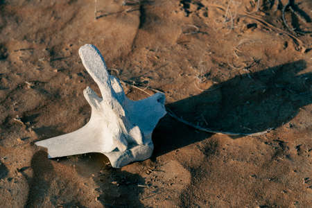 Camel skeleton bone of vertebrae spine bone on the desert sand in the middle east.の写真素材