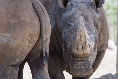 A white rhinoceros or square-lipped rhinoceros (Ceratotherium simum) close-up beside another rhino.の写真素材