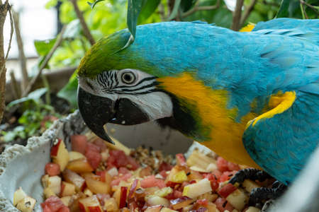 A close up of a blue-and-yellow macaw (Ara ararauna), also known as the blue-and-gold macaw bright vibrant parrot close up.eating fruitの写真素材