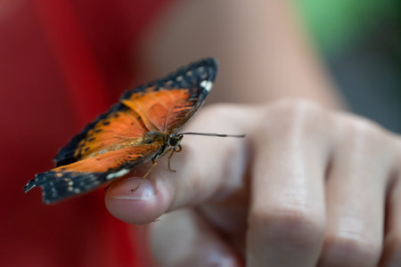 A bright orange scarce fritillary butterfly (Euphydryas maturna) on girl's finger close upの写真素材
