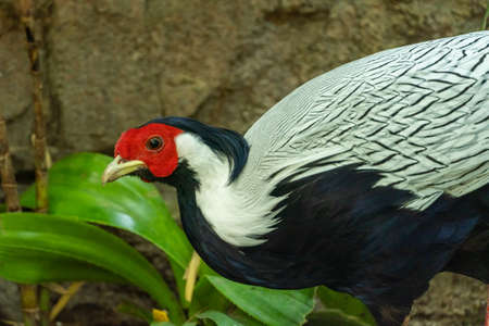 A beautiful white and red silver pheasant (Lophura nycthemera) very close up in the rocks in...