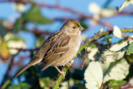 Golden-crowned sparrow (Zonotrichia atricapilla) an new world sparrow sitting down in the snow.の写真素材