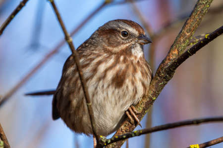 Song Sparrow (Melospiza melodia) a common song bird close up in Canadaの写真素材