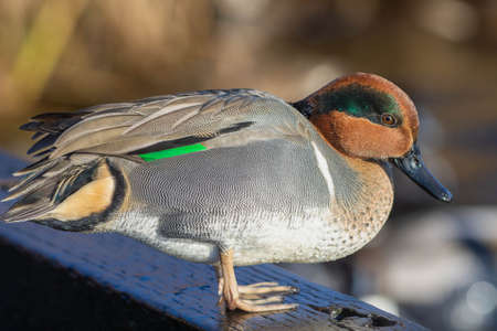 Green-winged teal (American) (Anas carolinensis) standing on the shore.の写真素材