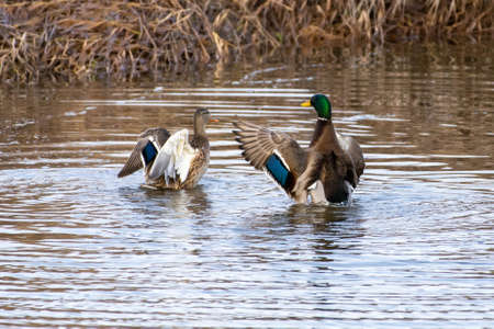 Mallard Duck (Anas platyrhynchos) cleaning and flapping wings in water.の写真素材