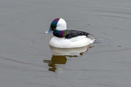 Bufflehead (male) (Bucephala albeola) swimming in the water close up in winter plumage in Canada.