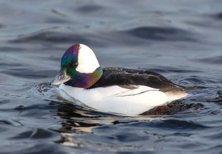 Bufflehead (male) (Bucephala albeola) swimming in the water close up in winter plumage in Canada.の写真素材