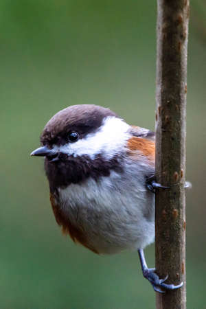 Chestnut Backed Chickadee (Poecile rufescens) perched in a tree close up.の写真素材