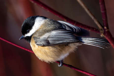 Black Capped Chickadee (Poecile atricapillus) perched on a branch close up.の写真素材