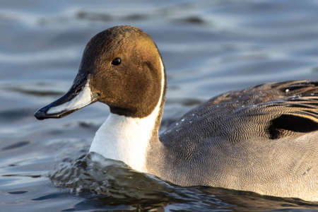 Northern Pintail (Anas acuta) swimming in the water at sunset very close up in winter plumage.