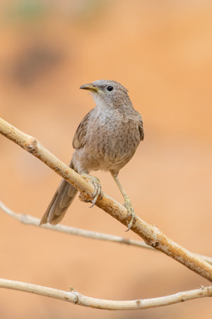 Arabian babbler (Argya squamiceps) close up in the United Arab Emirates.