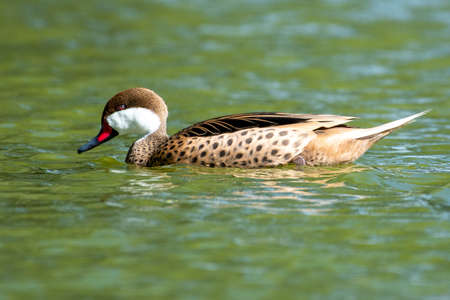 A white-cheeked pintail (Anas bahamensis),  Bahama pintail or summer duck, swimming in the pond.の写真素材