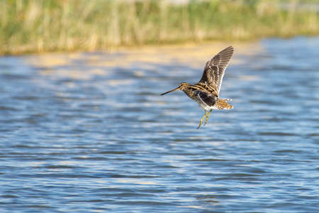 Common snipe (Gallinago gallinago) flying into the water's edge.の写真素材