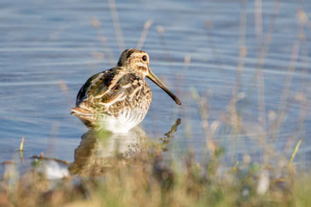 Common snipe (Gallinago gallinago) wading in the waters at sunset.の写真素材