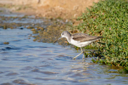 Common greenshank (Tringa nebularia) wading in the water at sunset in the MIddle Eastの写真素材