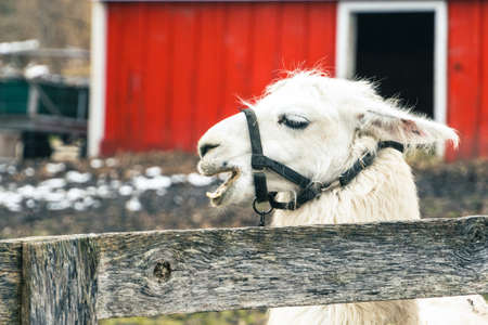 Llama (Vicugna vicugna) close up at a pet farm with fun expressions