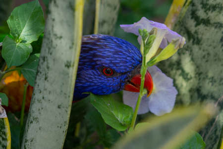 Rainbow lorikeet (Trichoglossus moluccanus) close up in the trees of Australia.の写真素材