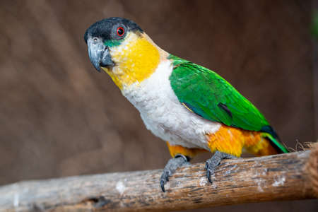 A black-headed parrot (Pionites melanocephalus) close up on a branch.の写真素材