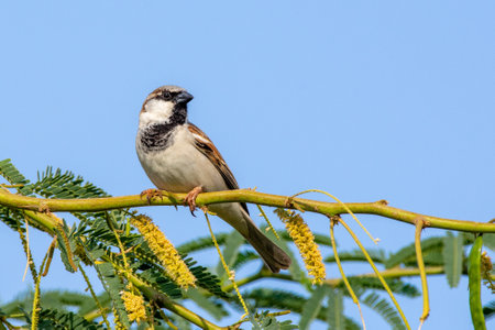 House Sparrow male (Passer domesticus) perched on a branch with blue sky background.の写真素材