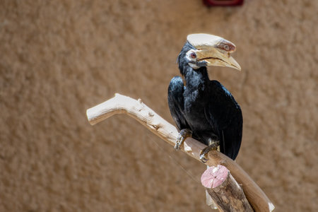 Palawan hornbill (Anthracoceros marchei)  perched in a tree close up.の写真素材