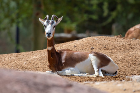 Dama or Mhorr Gazelle at the Al Ain Zoo (Nanger dama mhorr) in rocks.の写真素材