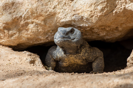 A green Leiptien's Spiny Tailed Lizard (Uromastyx aegyptia leptieni) close up peering out of the rocks.の写真素材