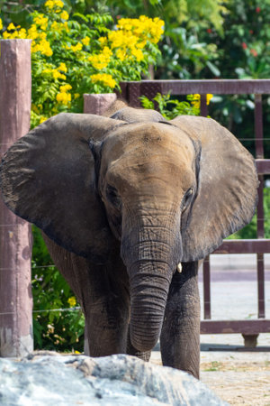 Young African bush elephant (Loxodonta africana), or the African savanna elephant close upの写真素材