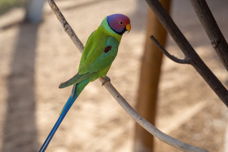 A plum-headed parakeet (Psittacula cyanocephala) perched close up in the Indian subcontinent
