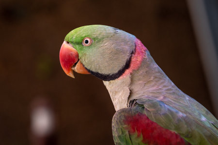 A close up of a Rose-Ringed Parakeet (Psittacula krameri) headの写真素材
