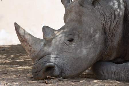 A white rhinoceros or square-lipped rhinoceros (Ceratotherium simum) close-up head and horns.の写真素材