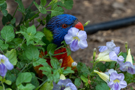 Rainbow lorikeet (Trichoglossus moluccanus) close up in the trees of Australia.の写真素材