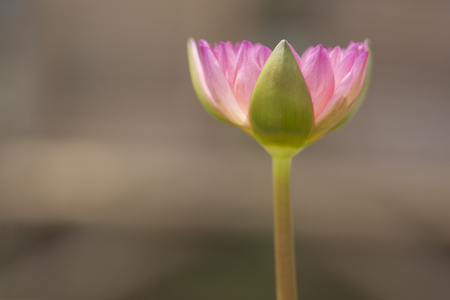 Lotus has been used in widely in Thai people mythology, paintings and other depictions and is often associated with love or romance. God's display of HIS creation in all its splendor.の写真素材