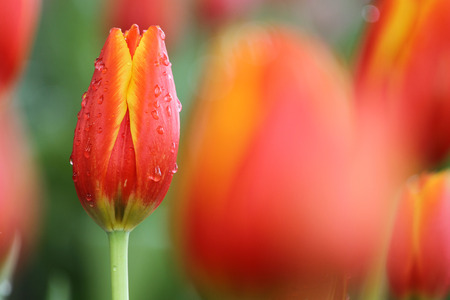 Red and yellow tulips, focus on closest one.の写真素材