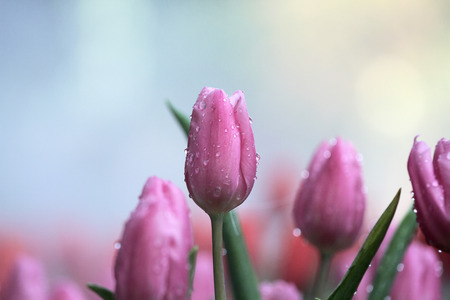 Purple and Pink tulips, focus on closest one.の写真素材