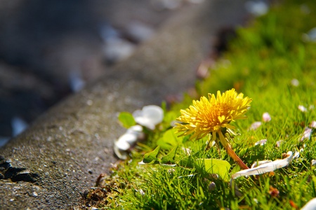 wild daisy in evening sunshineの写真素材