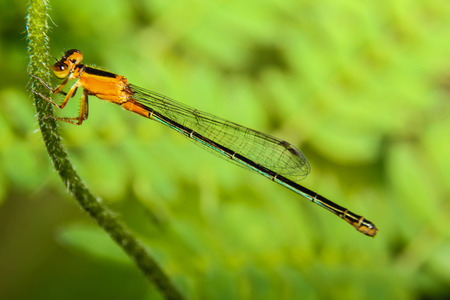Dragonflyの写真素材