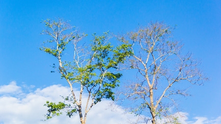 Tree Twoの写真素材