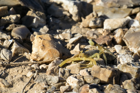 Israeli yellow scorpion known as the deathstalker, sits on stones (Leiurus quinquestriatus)の写真素材