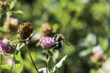 Honey Bee collects pollen from a clover flower (Apis mellifera)の写真素材