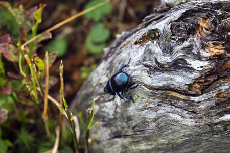 Dor beetle creep on a dry trunk of a tree (Anoplotrupes stercorosus)の写真素材