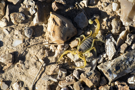 Israeli yellow scorpion known as the deathstalker, sits on stones (Leiurus quinquestriatus)の写真素材