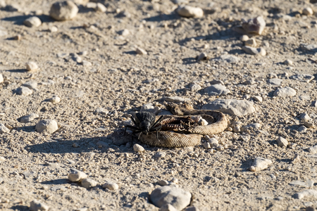 Pimelia from darkling beetles in the subfamily Pimeliinae eat dead Echis carinatus (Pimelia bipunctata)の写真素材