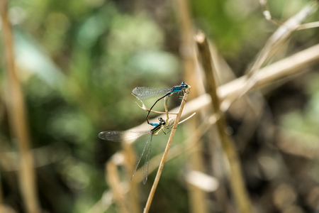 Two dragonflies of variable damselfly in the process of pairing (Coenagrion pulchellum)の写真素材