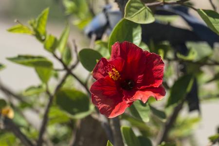 Brightly red Hibiscus flower from the mallow familyの写真素材