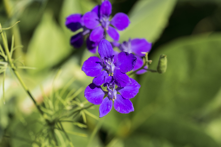 Blue flower with yellow anthers on thin stamensの写真素材