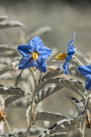 A flower with bright blue petals, yellow pestles and pale green leavesの写真素材